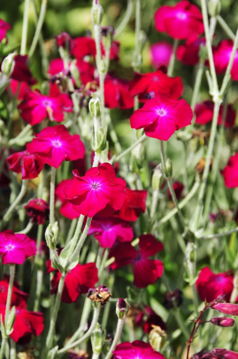 Growing dusty miller in your garden Growing dusty miller in your garden