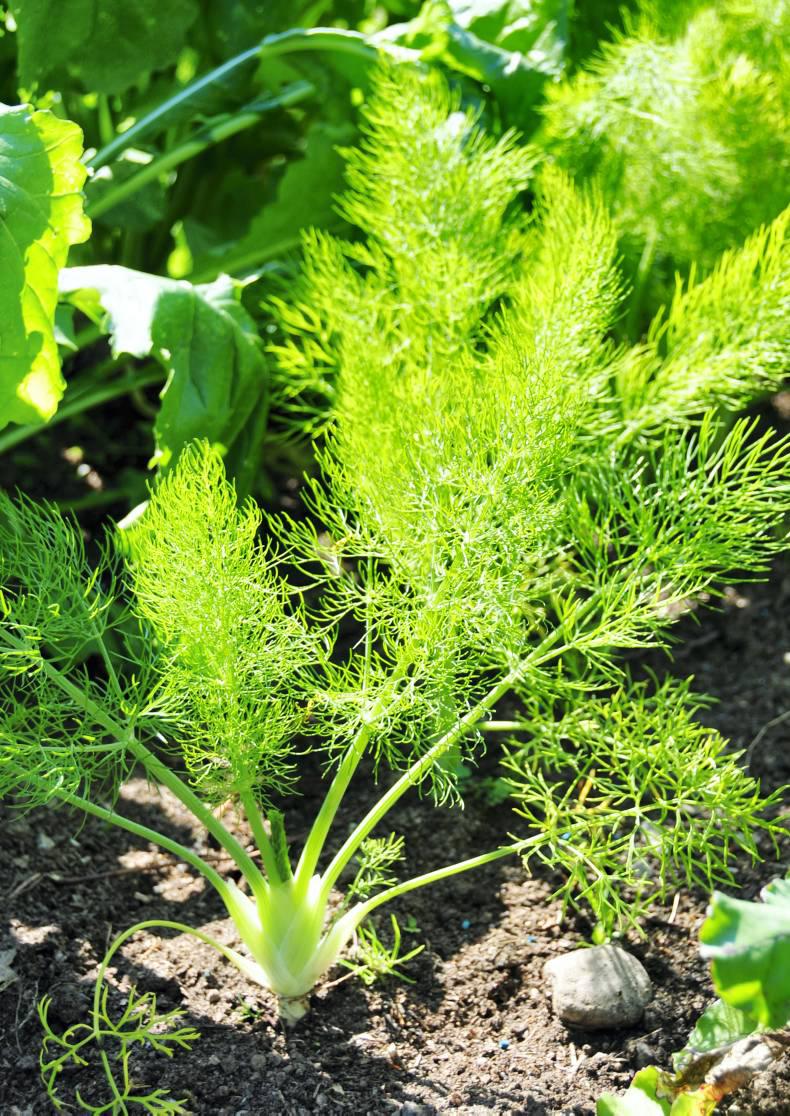 Growing dusty miller in your garden Growing dusty miller in your garden