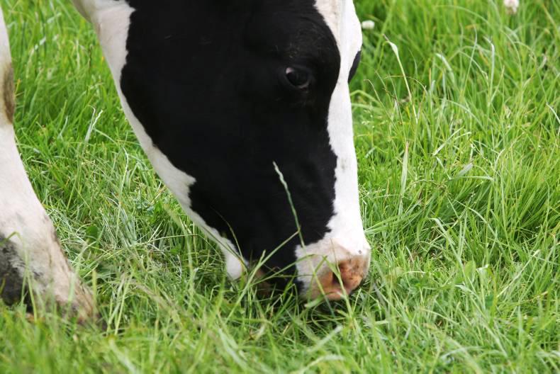Vet’s Corner: Cell counts and mastitis Vet’s Corner: Cell counts and mastitis