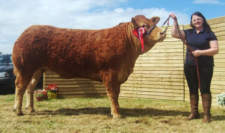 Tremendous show of cattle in Longford Tremendous show of cattle in Longford