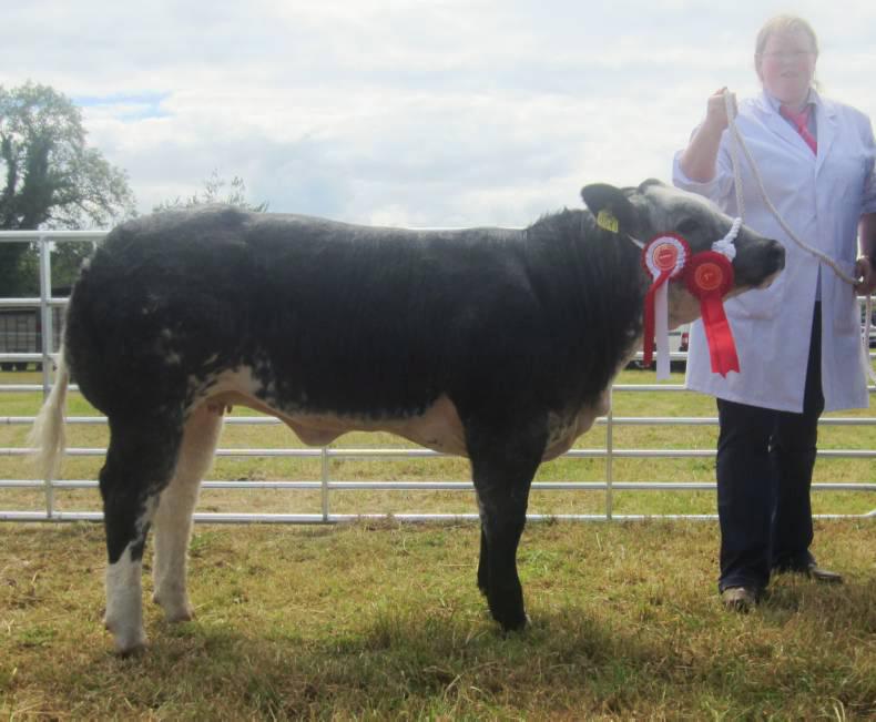 Tremendous show of cattle in Longford Tremendous show of cattle in Longford