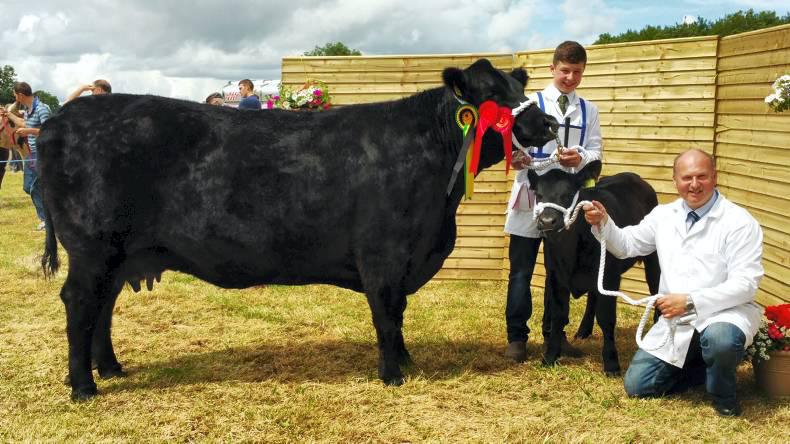 Tremendous show of cattle in Longford Tremendous show of cattle in Longford