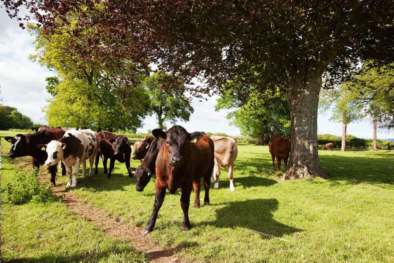 207 acres of prized land in West Waterford 207 acres of prized land in West Waterford