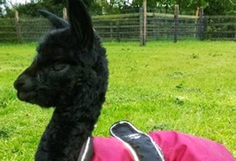 The Reluctant Farmer | Special Care Unit The Reluctant Farmer | Special Care Unit