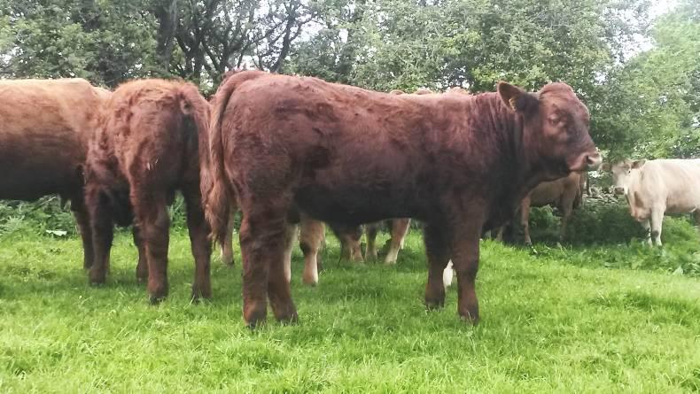 Farmer writes: What does the future hold for the local mart? Farmer writes: What does the future hold for the local mart?