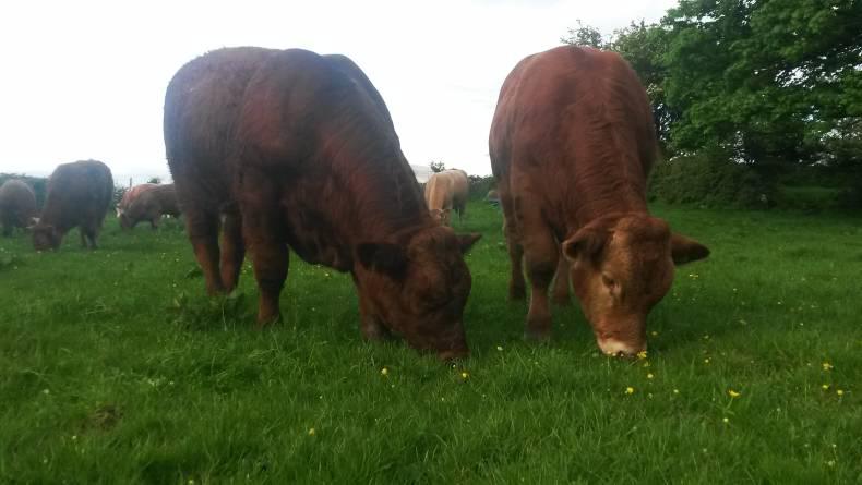 Farmer writes: What does the future hold for the local mart? Farmer writes: What does the future hold for the local mart?