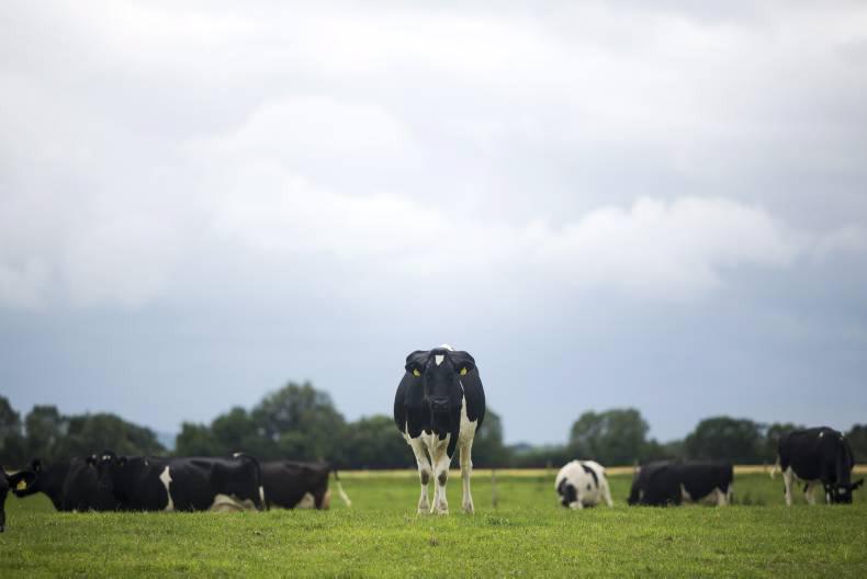 Milk prices down 24% from last year Milk prices down 24% from last year