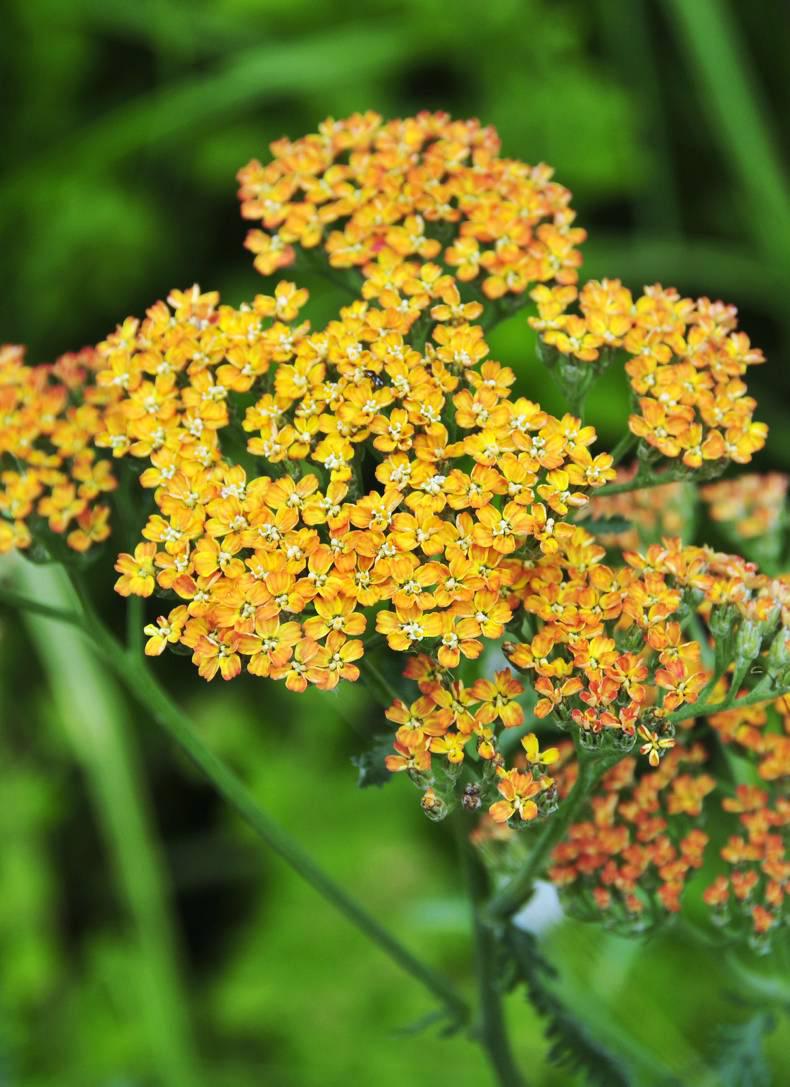 Soft shades of yarrow Soft shades of yarrow