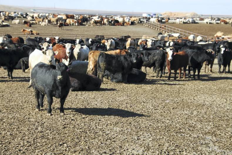 No breakthrough on agriculture in latest US-EU trade discussions