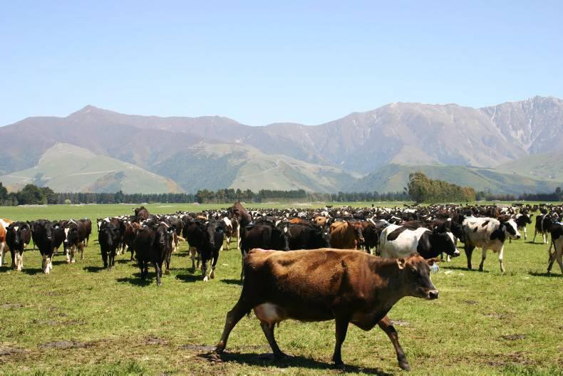 New Zealand milk price to remain low, says dairy specialist New Zealand milk price to remain low, says dairy specialist