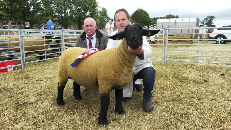 Strong sheep classes at Limavady Strong sheep classes at Limavady
