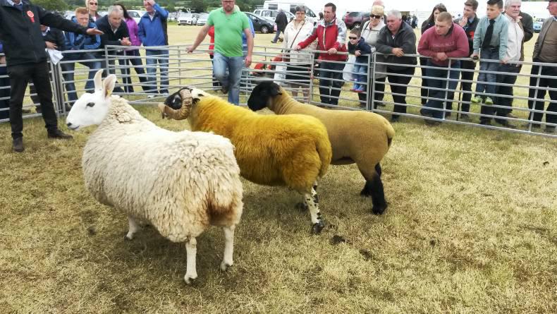 Strong sheep classes at Limavady Strong sheep classes at Limavady