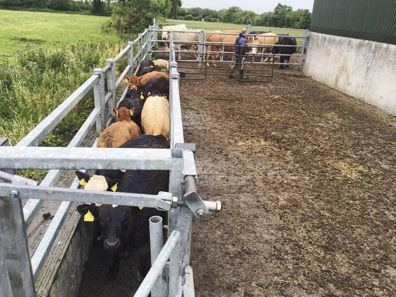 Farmer writes: Breeding 2015 report card Farmer writes: Breeding 2015 report card