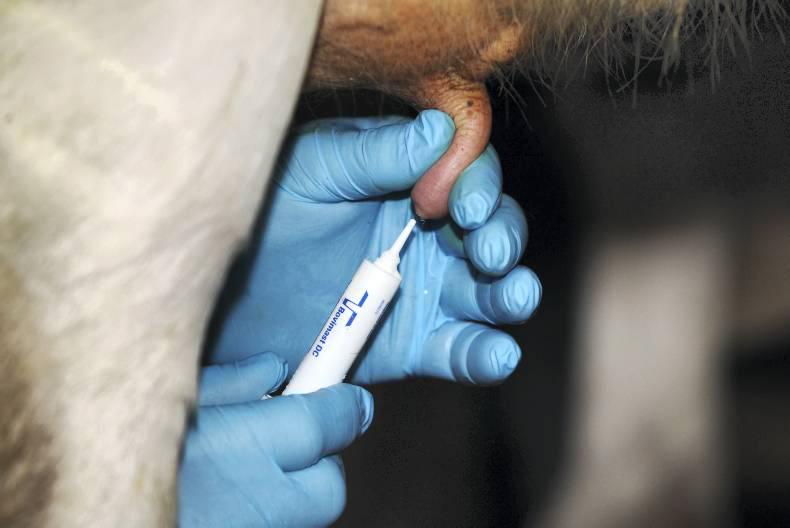 Attention turns to drying off on autumn calving farms Attention turns to drying off on autumn calving farms