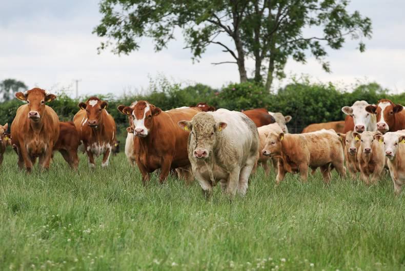 Cattle numbers down across UK and Ireland Cattle numbers down across UK and Ireland