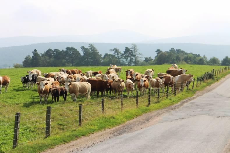 Cattle numbers down across UK and Ireland Cattle numbers down across UK and Ireland
