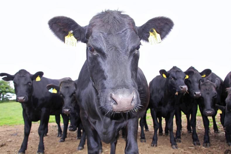 From farm to fork in Wexford From farm to fork in Wexford