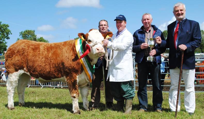 Baileys Ice Princess crowned interbreed champion in Bonniconlon Baileys Ice Princess crowned interbreed champion in Bonniconlon