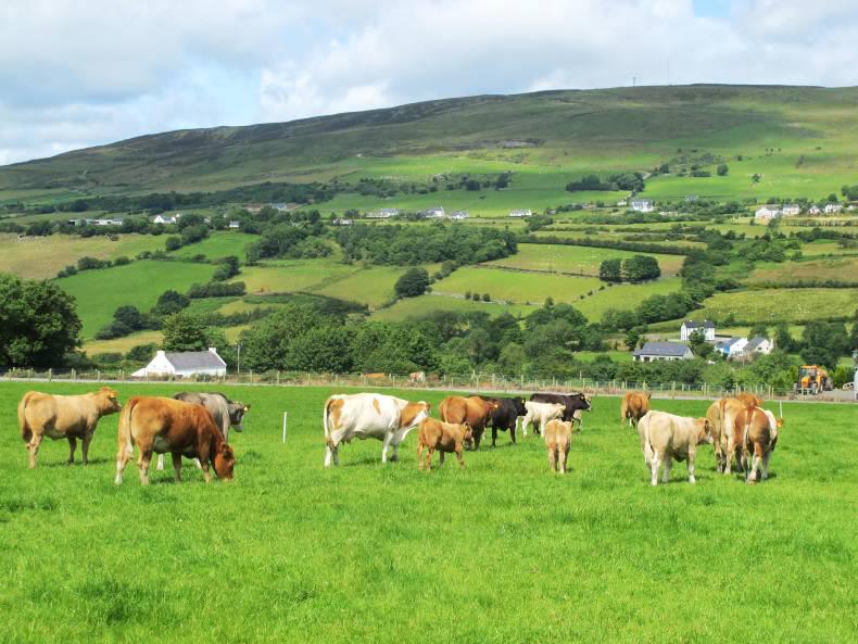Building grass for autumn grazing Building grass for autumn grazing