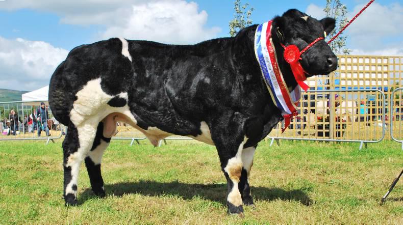 Laois breeder wins three major titles Laois breeder wins three major titles
