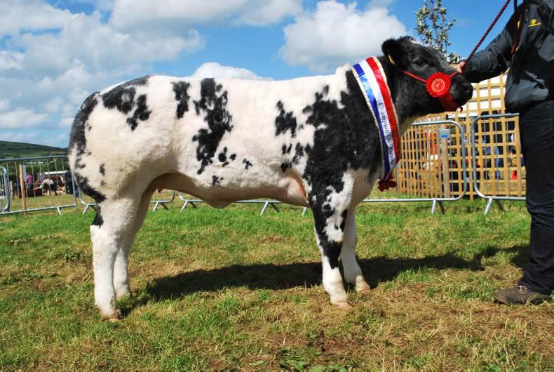 Laois breeder wins three major titles Laois breeder wins three major titles
