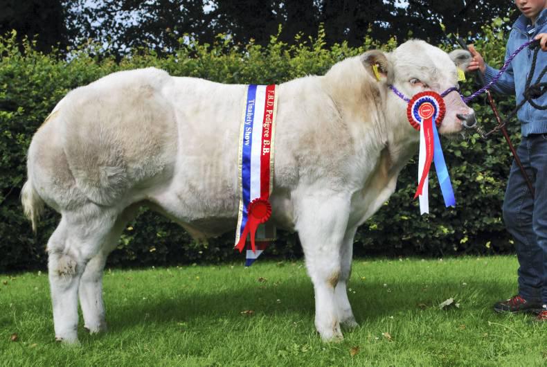 Laois breeder wins three major titles Laois breeder wins three major titles