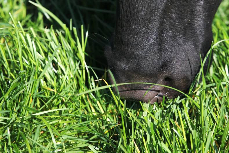 Find agricultural jobs in Ireland and abroad Find agricultural jobs in Ireland and abroad