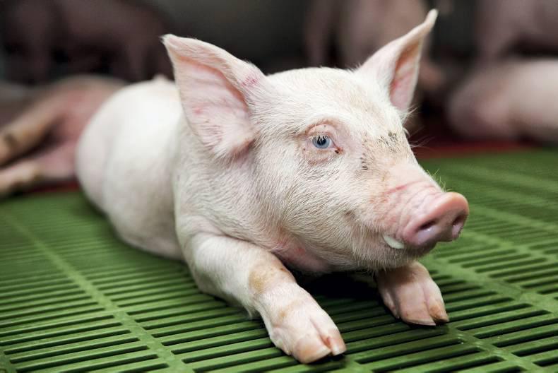 Pigs and poultry grant scheme opens Pigs and poultry grant scheme opens