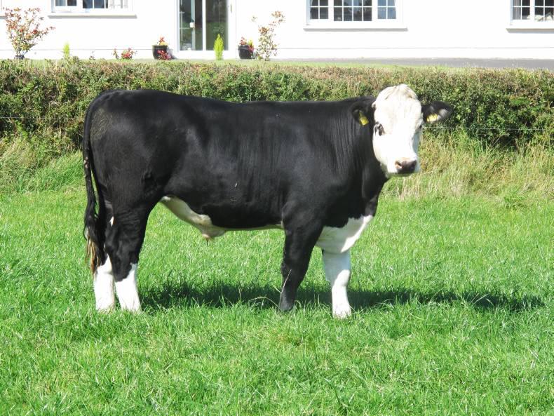 Steer and heifer quotes reduce 5c/kg Steer and heifer quotes reduce 5c/kg