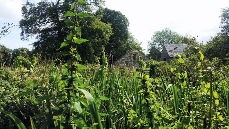 Beginners series: Aisling tries...foraging Beginners series: Aisling tries...foraging