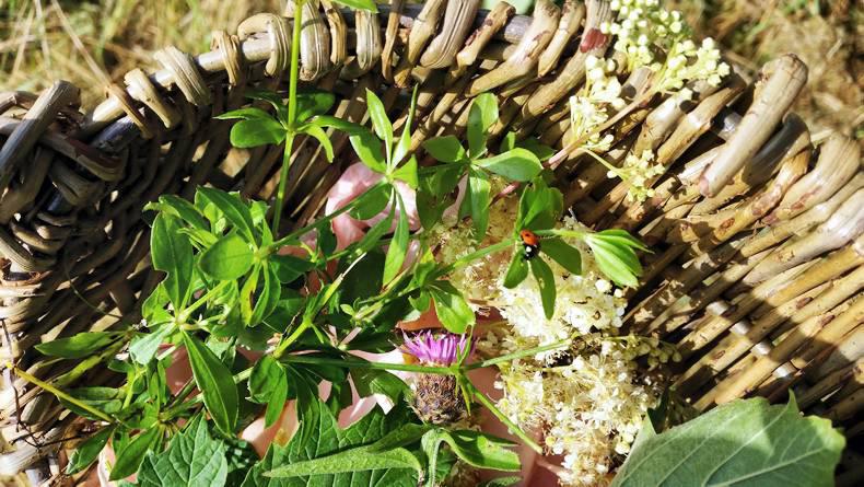 Beginners series: Aisling tries...foraging Beginners series: Aisling tries...foraging