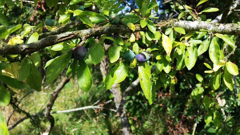 Beginners series: Aisling tries...foraging Beginners series: Aisling tries...foraging