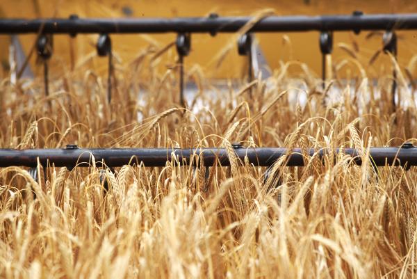 Seasonal challenges cause issues for malting Seasonal challenges cause issues for malting