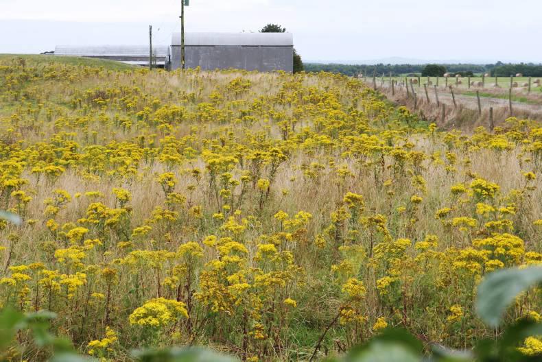 A field full of poison in Offaly A field full of poison in Offaly