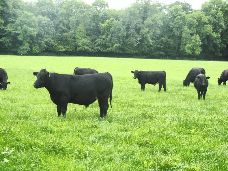 Average NI steer carcase weight up on last year Average NI steer carcase weight up on last year