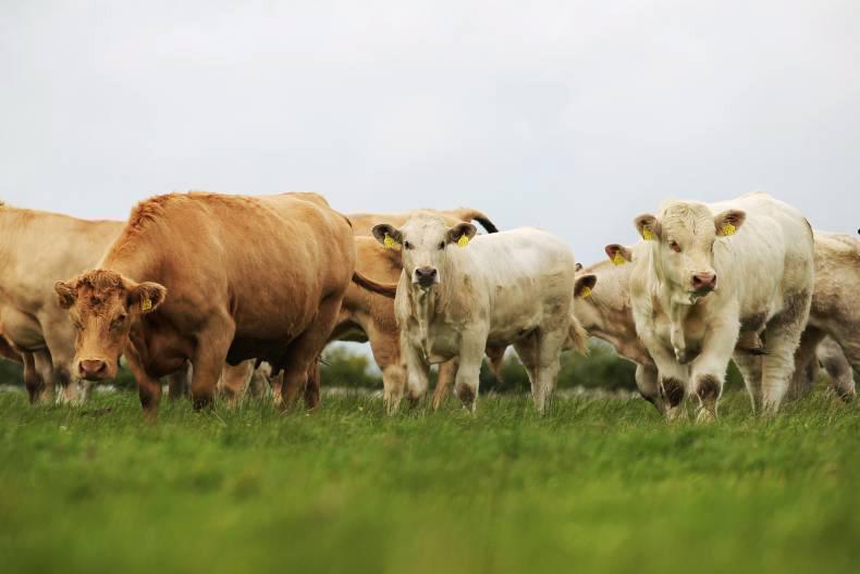 Farmer Writes: A morning of shaky starts Farmer Writes: A morning of shaky starts
