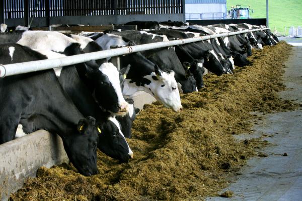 Strathroy ‘cherry-picking’ milk suppliers Strathroy ‘cherry-picking’ milk suppliers