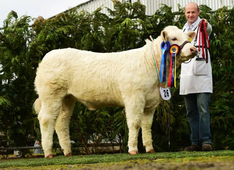 Pleny of talent on display at Charolais national show Pleny of talent on display at Charolais national show