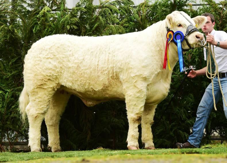 Pleny of talent on display at Charolais national show Pleny of talent on display at Charolais national show