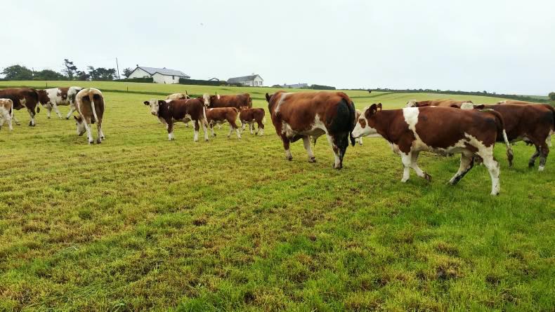 Farmer Writes: The weaning process starts Farmer Writes: The weaning process starts