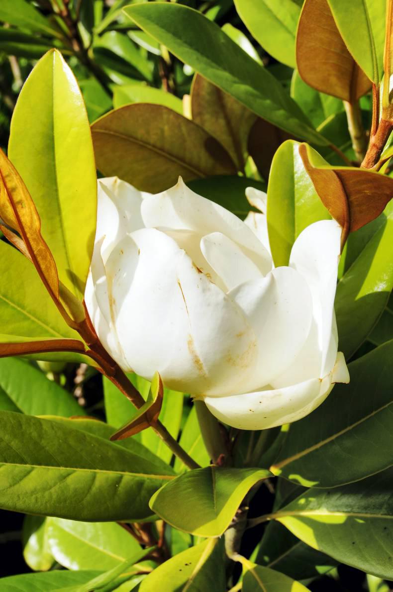 Evergreen magnolia Evergreen magnolia