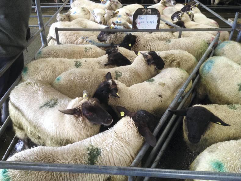 Lambs steady, breeders tough in Mountbellew mart Lambs steady, breeders tough in Mountbellew mart