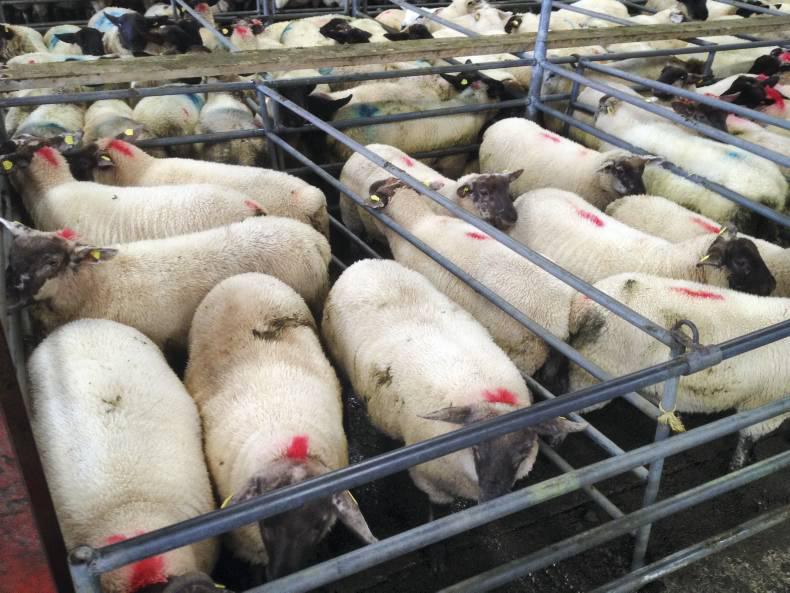 Lambs steady, breeders tough in Mountbellew mart Lambs steady, breeders tough in Mountbellew mart