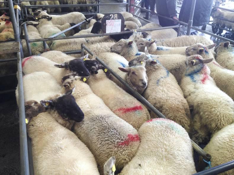 Lambs steady, breeders tough in Mountbellew mart Lambs steady, breeders tough in Mountbellew mart
