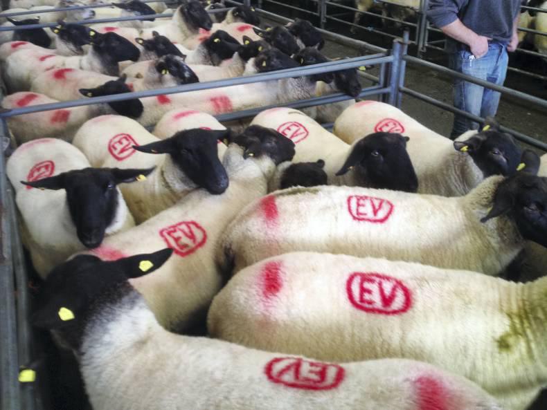 Lambs steady, breeders tough in Mountbellew mart Lambs steady, breeders tough in Mountbellew mart