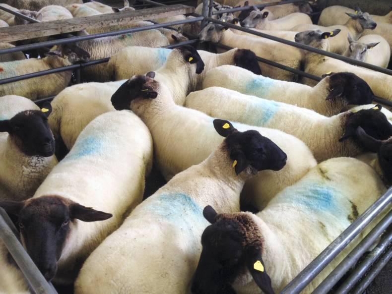 Lambs steady, breeders tough in Mountbellew mart Lambs steady, breeders tough in Mountbellew mart