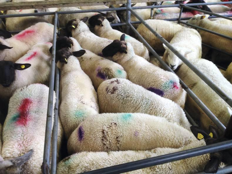 Lambs steady, breeders tough in Mountbellew mart Lambs steady, breeders tough in Mountbellew mart
