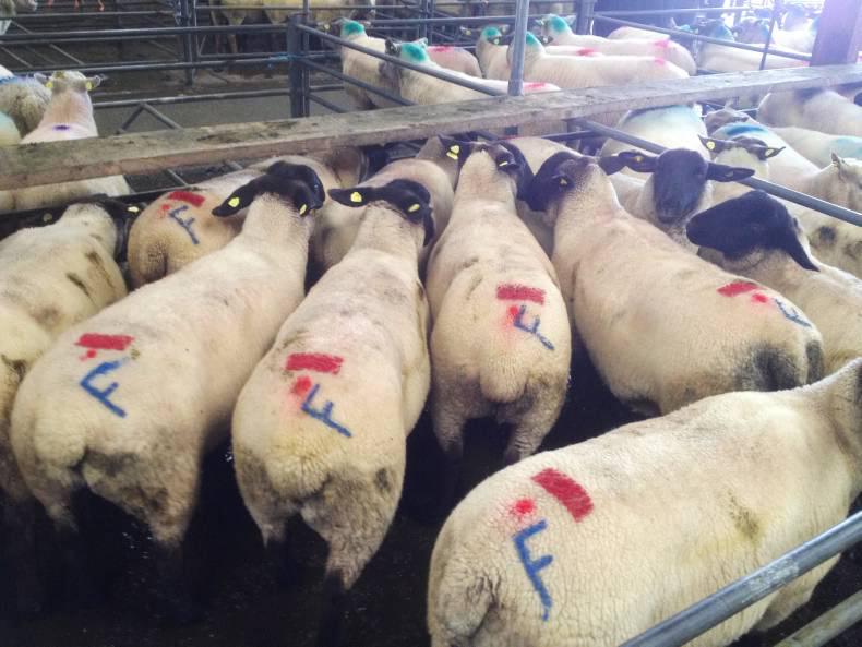 Lambs steady, breeders tough in Mountbellew mart Lambs steady, breeders tough in Mountbellew mart