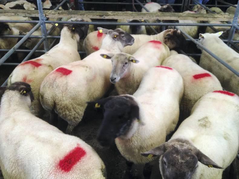 Lambs steady, breeders tough in Mountbellew mart Lambs steady, breeders tough in Mountbellew mart