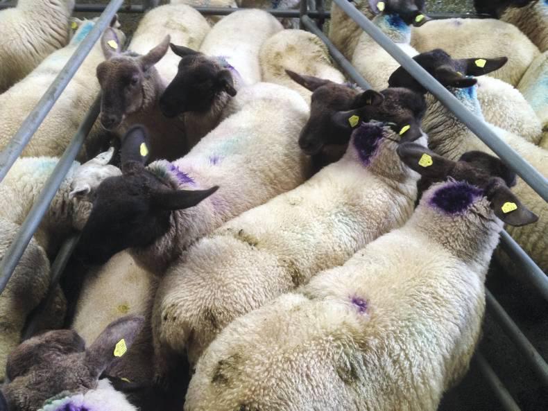 Lambs steady, breeders tough in Mountbellew mart Lambs steady, breeders tough in Mountbellew mart